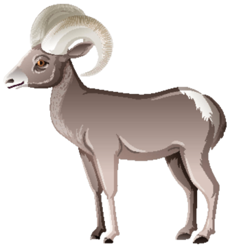 African Sheep