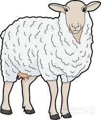 Lamb
